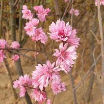 [라이브묘목농원] 국화도나무 개화주 꽃복숭아묘목 분묘 국도화