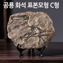 공룡 화석 표본모형 C형/toy