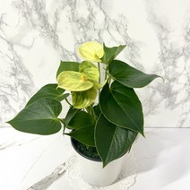 안수리움 노랑 안시리움 옐로우
