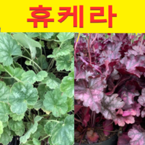 (NJ소망)휴케라모종(포트) 4개 단풍취(색상 선택형)