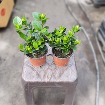 [나인에잇틴]1+1 치자나무 소품 향기꽃 55