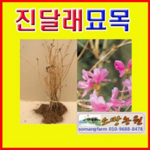 (D소망)진달래묘목 키30센치 3그루, 1개