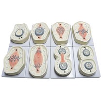 생물학수업 복제 유사분열 8단계 세포모형 빌딩블록 연구소 교육기관 기능