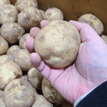 햇감자 수미 알 감자 5kg, 02_감자(특대)5kg