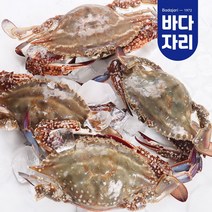 산지직송 서해안 생물 햇꽃게 1kg, 생물 햇꽃게 5kg (15~25미 내외)