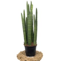온정농원 산세베리아스투키 42cm, 1개