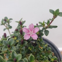 단정화(홀꽃 소품 랜덤)