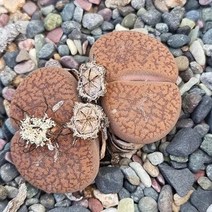 리톱스 꽃 아우캠피에 다육이 키우기 분홍 다유기240