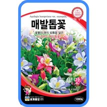 매발톱 꽃씨 1000립 / 꽃씨 모음 꽃씨몰 씨앗 종자 다년생 야생화 야생초 columbine seed 예쁜꽃씨 노지월동