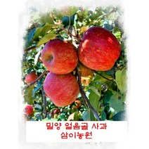 10KG 삼이농원 밀양 얼음골 사과 (산지직송), 10KG32-33(중과)