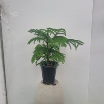 무배특가 플랜테리어 아라우카리아 관엽식물 겨울식물 중대형 55-70cm 155