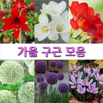가을 구근 모음, 6. 프리지아 구근 백색 3구, 1개