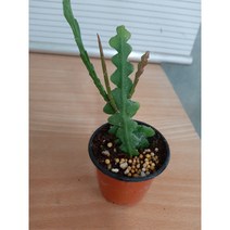 립살리스 생선뼈/피쉬본