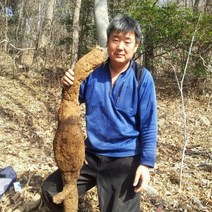 국내산 암칡 명품. 알 칡 갱년기 효능 야생 칡즙 110ml 대용량 30.50.150포, 칡즙30포