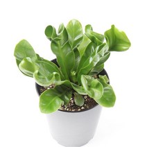 갑조네 코브라 아비스 수입식물 희귀식물 공기정화식물 인테리어식물