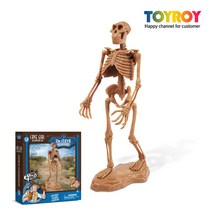 공룡화석 심플 발굴키트 오스트랄로피테쿠스 원시인, AX08 오스트랄로피테쿠스