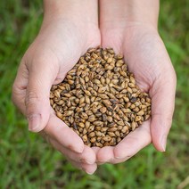 국산 볶은보리차 200gX2 식수 국내산, 13ZJ_국산 볶은 보리차 200gX2