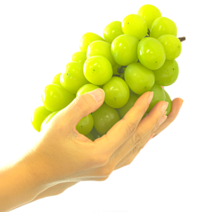 [당도선별] 순분이네 김천 선물용 고당도 샤인머스켓 2kg 4kg, 왕 특품 샤인 (700g 내외) 2수 1.4kg