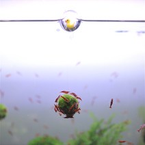 구름모스볼키우기 열대어 구피 새우 놀이터 은신처, 구름모스볼 실길이 약 15cm