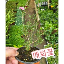 매화꽃-호주매화/겨울에 피어나는 매화 꽃말은 기품 선비의품격