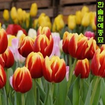 유럽 튤립 구근 모음, 08. 아메리칸 드림 (5구 1세트)