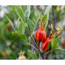 열매 치자나무 치자묘목 금강원예, 열매치자나무, 1개