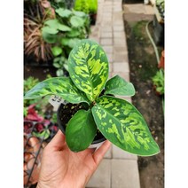 부자농원 호말로메나 왈리시109, 1개