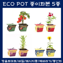 미니화분 방울토마토 바질 메시지콩 봉선화 해바라기 방에서키우는식물 종이화분