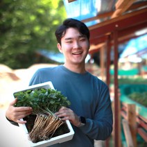 청춘농원 새싹삼 새싹인삼, 1개, 소 100개