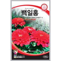 백일홍 씨앗 100립 꽃씨 여름부터 가을까지 100일간 핀다하여 붙여진 이름 식물세계