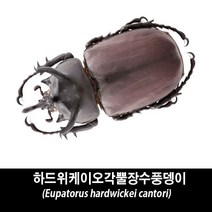 하드위케이오각뿔장수풍뎅이블랙표본-Eupatorus hardwickei cantori, 수컷 60~64mm