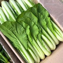 포천 싱싱팜 얼갈이 배추 2kg 4kg, 얼갈이 2kg