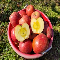 미스터 껍질째먹는 꿀사과 부사 가정용 흠집사과 못난이사과 5kg 10kg, 4. 중과 5kg (15-17과)