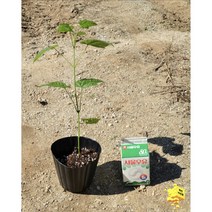 서울농원묘목/팥꽃나무 묘목 개화주 화분묘 봄꽃 조경수 정원수, 팥꽃나무 40cm, 1개