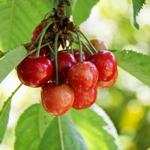 착한가격나무생각 / 왜성체리(콜드대목) / 옥타비아 / 1등묘, 주