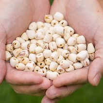 거피연자육 200g 껍질깐 연꽃씨앗 한방재료 한약재, 1ADM_거피연자육 200g