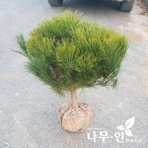 [나무인] 반송(둥근소나무) 폭50cm, 1개