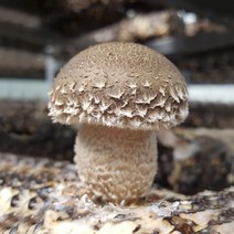 아랫장 무농약 송화버섯 고급형 1kg 산지직송, 1개