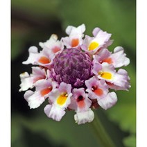 필라노디플로라-겹물망초 8cm포트묘 (모종 5개묶음) 노지월동다년초 잡초억제식물 약용식물 [꽃심야생화]