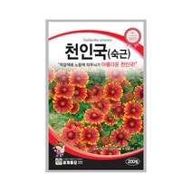 모칸도 (무배)세계 천인국(숙근) 꽃씨(200립), 01_80.천인국