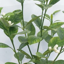 열대 과일 결실주 칼라만시 깔라만시 접목 나무 묘목 화분 열매 키우기, 1개