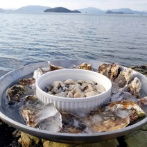 당일조업 산지직송 생굴 석화 하프쉘 통영 굴무침, 생굴 1kg