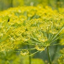 캔들마노 [ 에센셜오일 ] 펜넬스윗 Fennel sweet E.O, 30ml