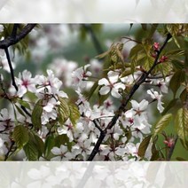 벚꽃 산벚나무 고유종 실생 1년생 묘목 1개 내한성 공원수