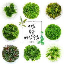 [미초 사은품증정] 달팽이 없는 깨끗한 무균 배양 수초 마리모증정 / 초보 수초 / 어항 수초 / 조직 배양 / 열대어 / 그로잇 / 담티, [전경 07] 소곡정 - 성게 모양 레어 수초