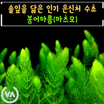 [비바소녀] 붕어마름(마츠모) 5촉 12촉 구피은신처 암브리아 붕어마름 마츠모 초보수초 레이아웃 부상수초