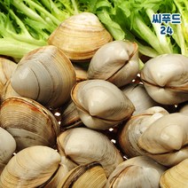 살아있는 활 백생합 1kg 해감 가성비 끝판왕조개 생합조개 백합 구이용 조개탕 찜용