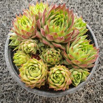 봄의정원 능유 바위솔, 1개