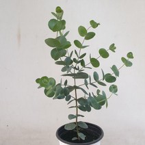 유칼립투스 블랙잭, 20