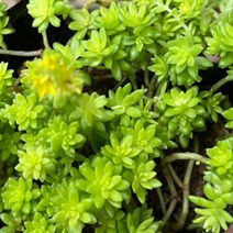 모종/황금세덤 3치포트/10개세트 GC067, 10개